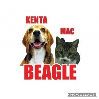 BEAGLE / ビーグル